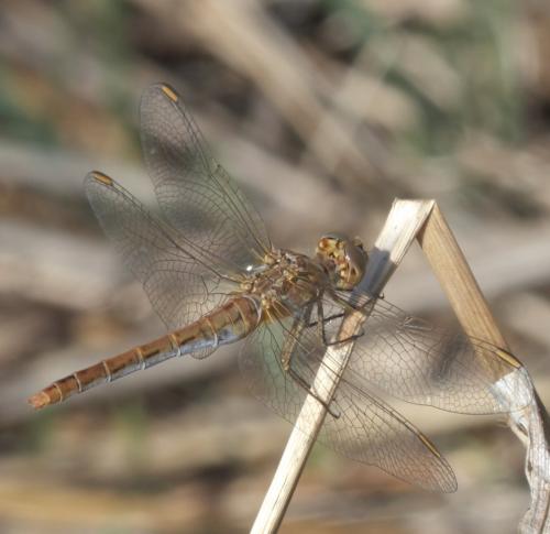 Réf. 277 202 : Sympetrum meridionale